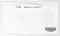 Septoria geranii image